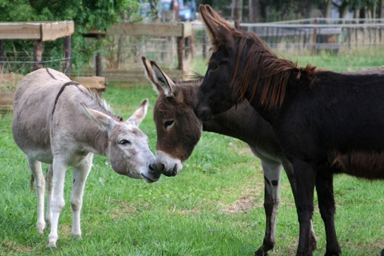 Virus Uluru Indica Ezelboerderij 't Jaegershoes, Venlo-Belfeld - Grenspark beleven - Grenspark  Maas-Swalm-Nette